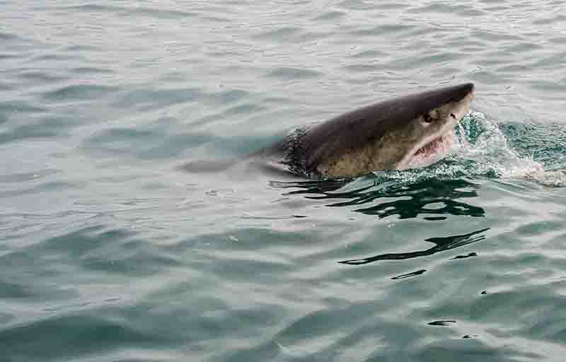 07 - Tiburon Blanco - Gansbaai - Sudafrica